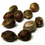 Семена марихуаны АК-47  (Seeds AK-47) в Кочубеевском